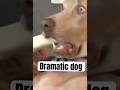 Dramatic viral dog | funny|😂| short