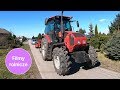 Traktor MTZ Belarus 1523.3 na 70 hektarach warzyw