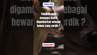 Fakta Unik Kancil - Kecil Tapi Berani, Pesona Makhluk Hutan yang Menggemaskan