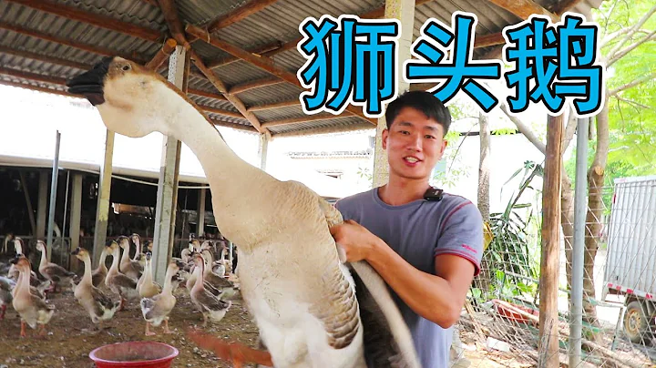 號稱世界最大鵝，鹵好後，單個頭就能賣到上1000元，真那麼美味？【衣谷水原】 - 天天要聞