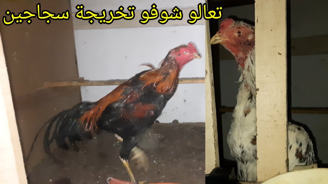 التخريجة المنتضرة🤗 سجاجين+الخبل😶