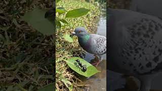 kabotar ki kahani