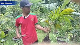 HOW TO TURN A WILD COCONUT INTO A BEAUTIFUL COCONUT BONSAI‼️