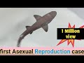 Female shark gave birth to baby shark without males intervention