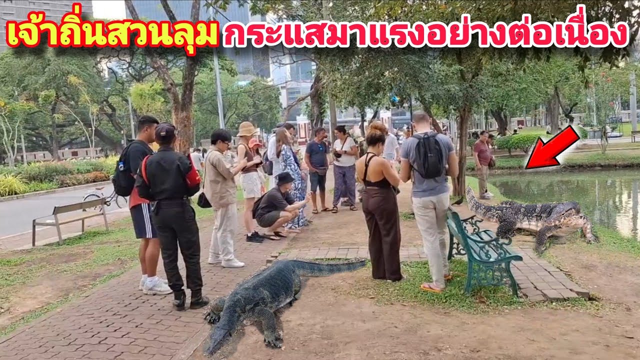 กระเเสมาแรงไม่มีแผ่ว เจ้าถิ่นสวนลุมโด่งดังสุดๆ ดึงดูดนักท่องเที่ยวมามากมาย🇹🇭