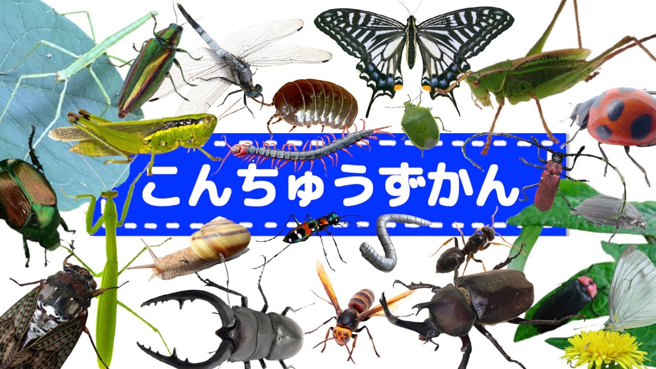 実写 フラッシュカード】こんちゅうずかん☆24種類の 昆虫 虫 実写 フラッシュカード】こんちゅうずかん☆24種類の 昆虫 虫