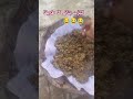 #aseel #aseelchicken #royalaseel #aseelfarming #farmvlog #viralvideo