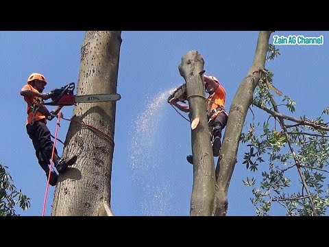 elektrikli testere becerisi - kavak ağaçlarını kesmek