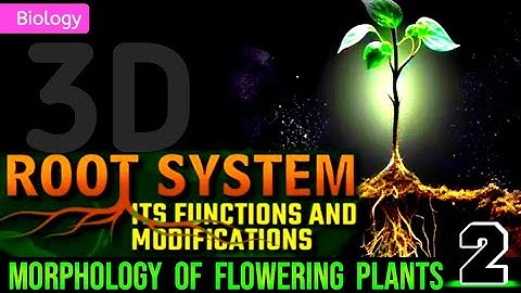 Wortelsysteem: functies en modificatie || 3D-animatie || @PW-NEETWallah