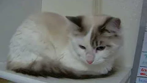 Video 1242131: siamese himalayan, tabby point, turkish