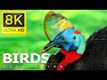 8K SPACE BIRDS  - THE WORLD OF BIRDS IN 8K ULTRA HD/8K TV