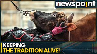 China's Bull Wrestlers Battle It Out In Thrilling Traditional Contest | WION Newspoint