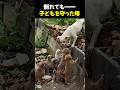 倒れても子どもを守った母犬…その姿に涙 #母犬 #母性 #保護犬
