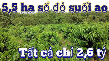 5,5 ha cao su sổ đỏ ôm suối ao to đường ôtô quá tuyệt vời chỉ 2,6 tỷ hết đất bao công chứng sang tên