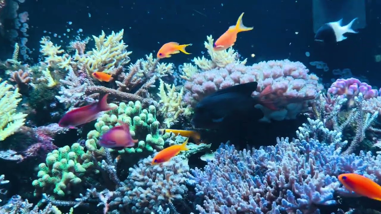 #It Really Is Amazing Grace/Aqua Park Shinagawa!!!