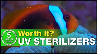 What does a UV Sterilizer actually do? What does UV not do? Is it worth the investment?