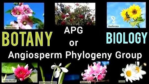 Angiosperm Phylogeny Group or APG