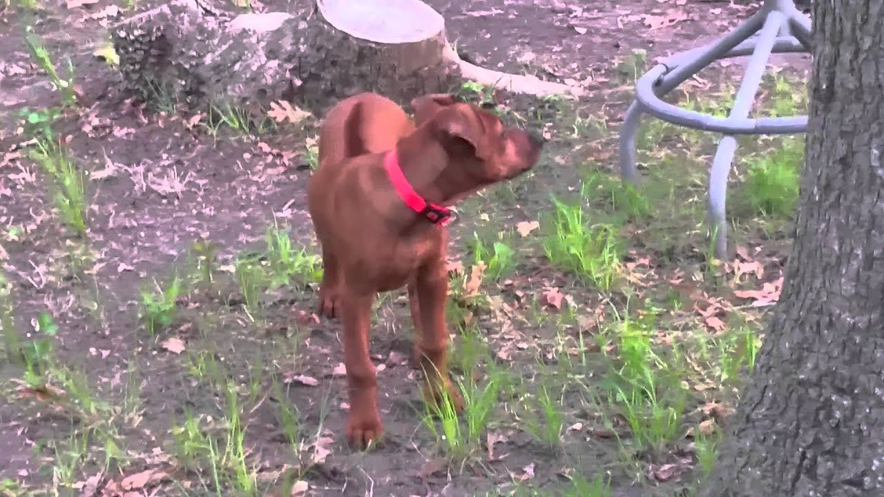 11 week old Rhodesian Ridgeback loving backyard play - YouTube
