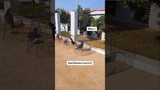 “Inside the Curious World of My Rooster Farm 🏡🐔” #shorts