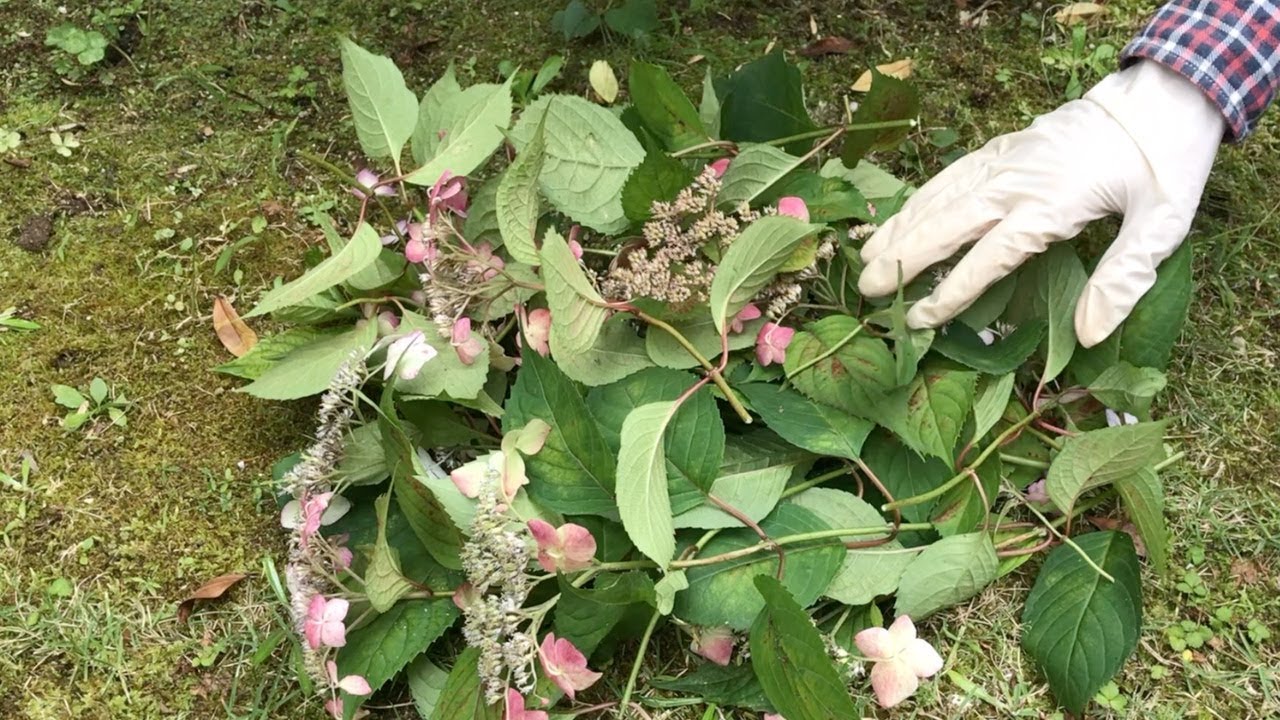 ヤマアジサイ アマチャの花後剪定と株元の整理 Youtube