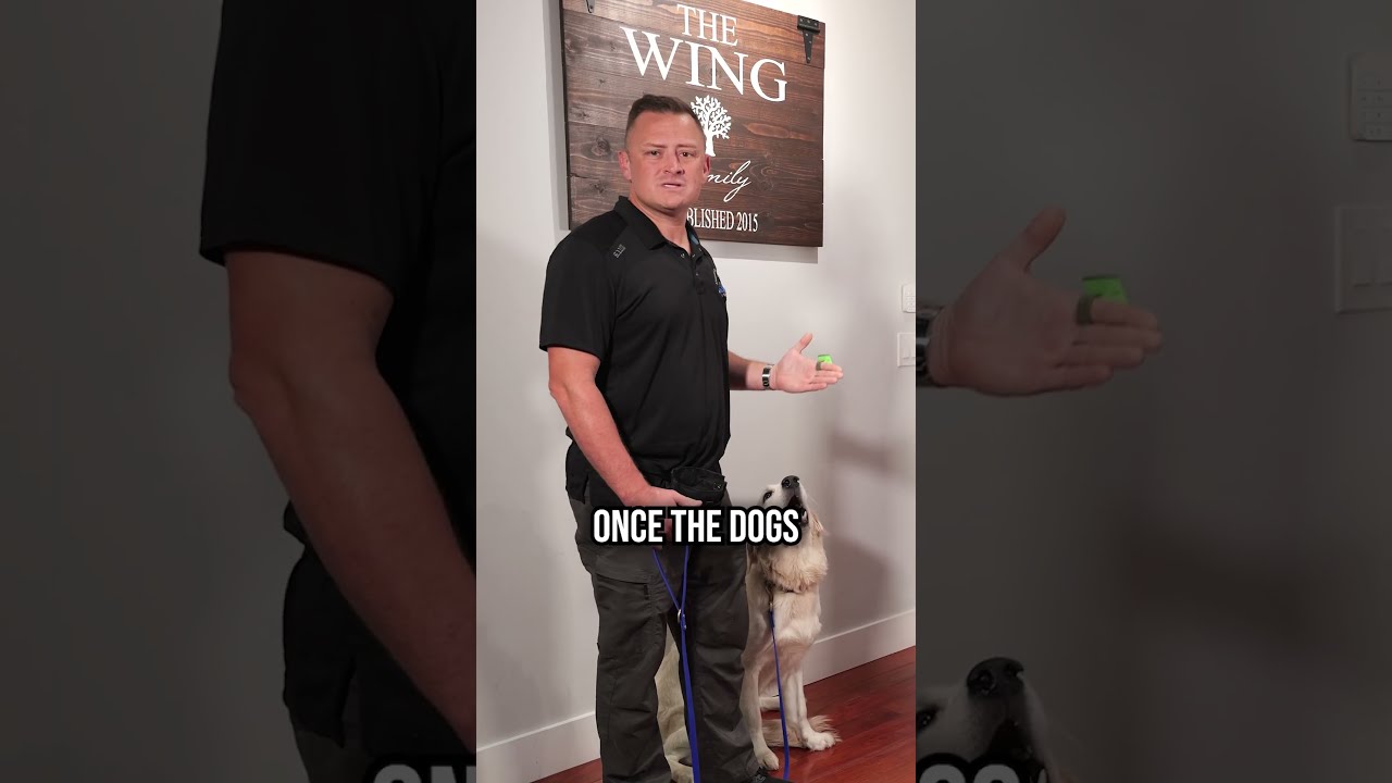 How To Get Your Dog Stop Jumping On Guests At The Door