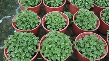 ngừa bệnh cho hoa cúc mâm xôi, thôi gốc chết cây vào mùa mưa