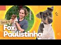 Fox Paulistinha - O cão brasileiríssimo! | Guia de Pets