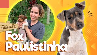 Fox Paulistinha  O cão brasileiríssimo! | Guia de Pets
