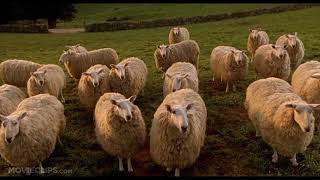 Babe Bah Ram Ewe Pword