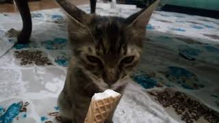 Dondurma Yalayan Kedi