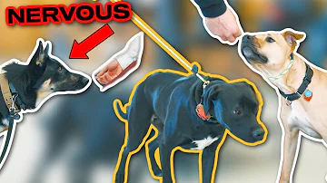 DOG BARKING AT GUESTS? Try These Training Techniques