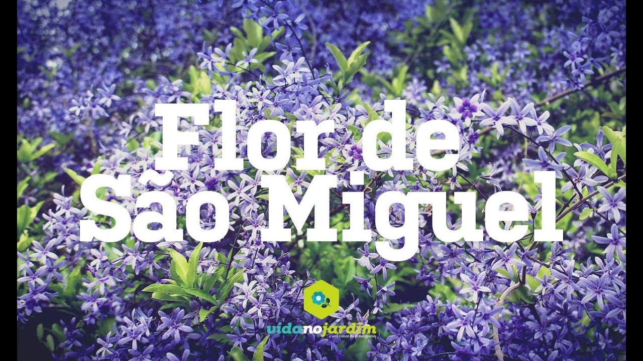 Flor de São Miguel - thptnganamst.edu.vn