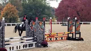 Lexi - Retired Racehorse Project 2022 - jumpers