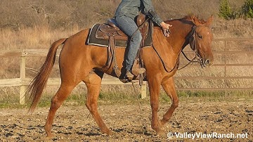 Sweet Adelade***For info, price, etc., go to our website***ValleyViewRanch.net