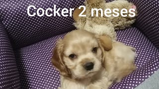 AMERICAN COCKER SPANIEL, CARE for 2 MONTHS PUPPY