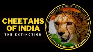Cheetahs of India | The Extinction