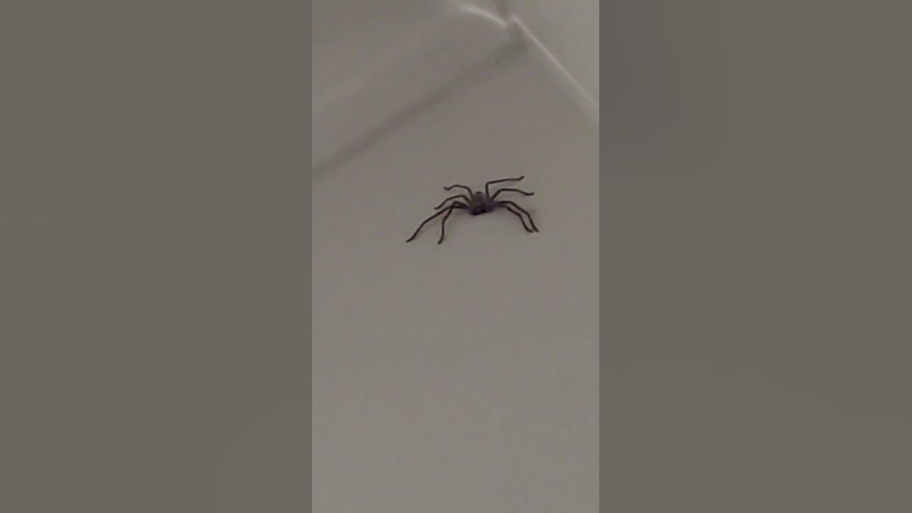 HUNTSMAN SPIDER READY TO JUMP AT ME🇦🇺🕷🕸spider spidershuntsmanhuntsmanspidercreepycrawler