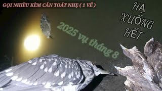 Tiếng Vạc Gọi Rút Bầy Trên Cao Hạ Đàn Xuống Hết Lạ Tiếng Bẫy Chim Di Cư Vụ Tháng 8 Năm 2025 Bao Êm