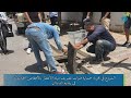 الشروع في تجربة حماية قنوات تصريف مياه الأمطار بالأقفاص الحديدي ة في بلدية الدندان