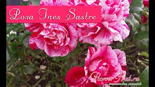 Роза Ines Sastre / Инес Састре