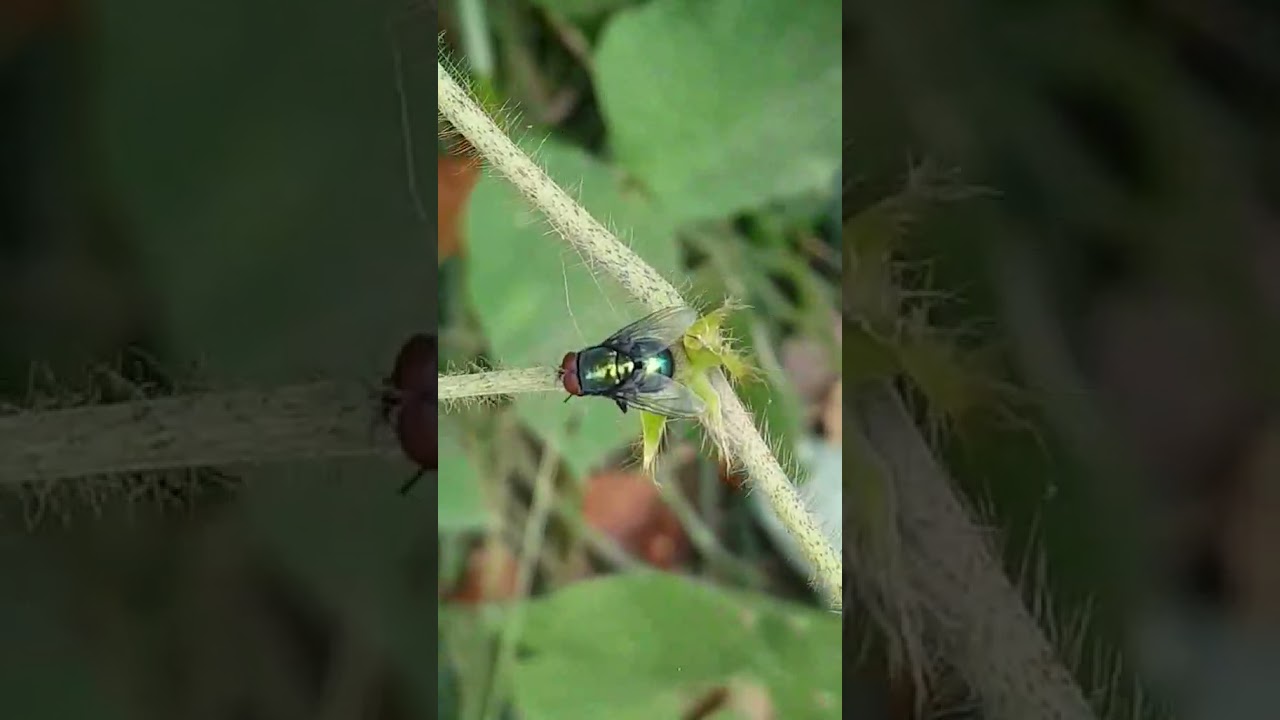 Common green bottle fly