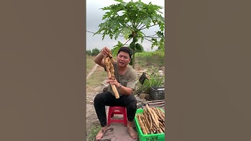 Vấn đề cần lưu ý khi trồng Củ Mài có tên gọi khác là Hoài Sơn #cumai #hoàisơn #khoaimai