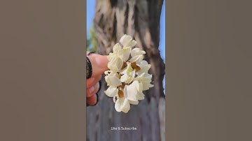 Identified tree as a Black Locust  #treeidentification #blacklocustflowers #tree