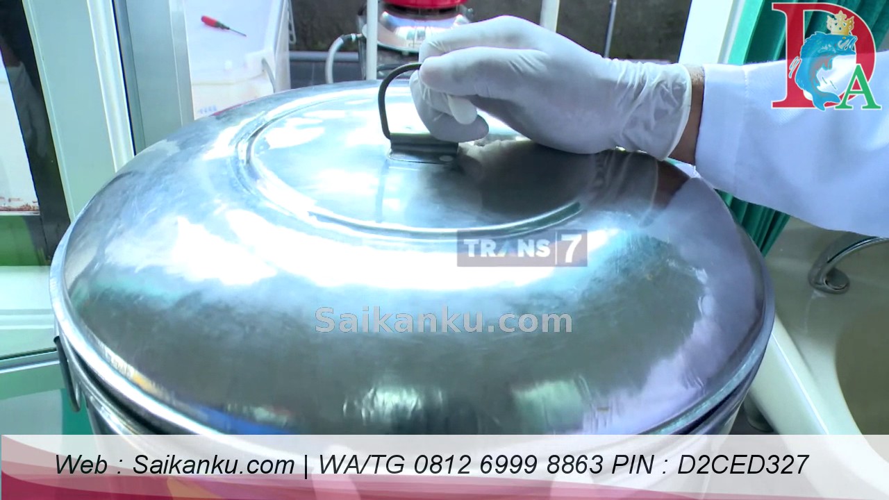 081269998863 | ekstrak ikan gabus Balikpapan 
