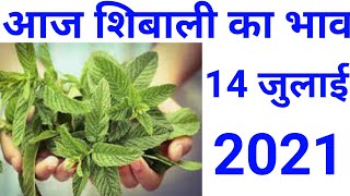 14 July 2021 Mentha oil rate today, आज  शिबाली का भाव,14  july Mentha price