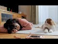 疲れ切って早退した娘に寄り添って回復させる猫