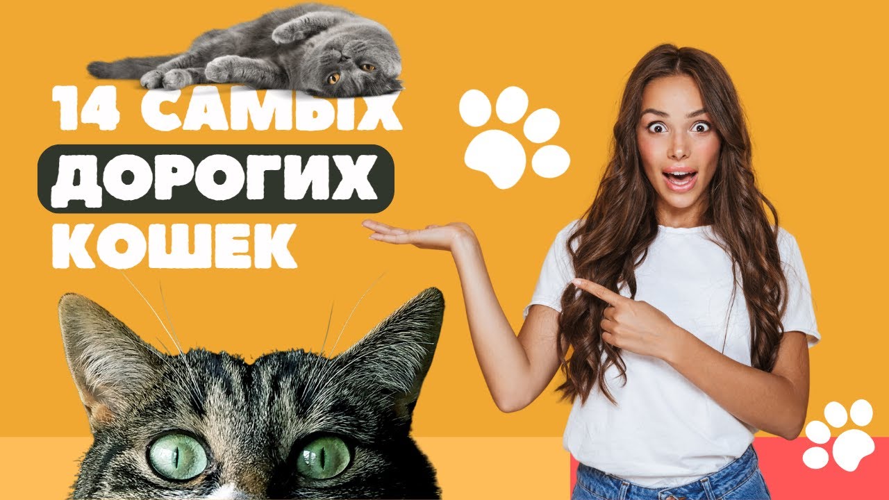 14 Самых Дорогих Пород Кошек в Мире, По Цене Квартиры