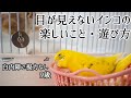目が見えないセキセイインコの好きなこと What do blind budgerigars like