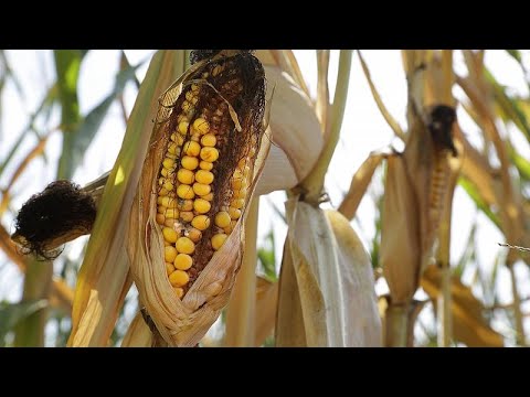 Europa | Miles de hectáreas de cultivo perdidas debido a la sequía y las olas de calor