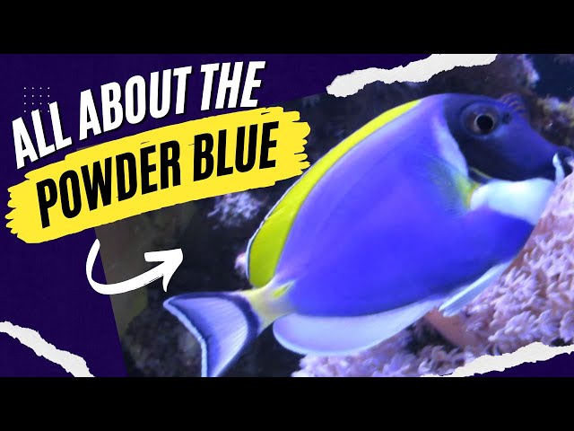 Powder Blue Tang 5 Keys To Success with This Beautiful Marine Fish! 